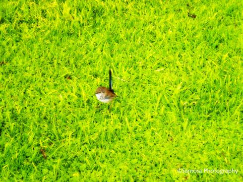 A Bird in the Meadow