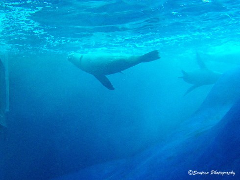 Seeking for Your Heart