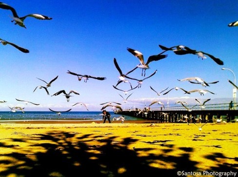 A Conversation with Sea Gulls