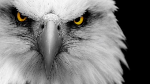 eagle_face