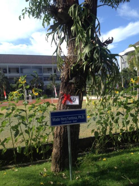 Pohon di Adi Buana Surabaya